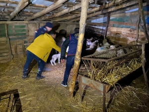 Balıkesir'de ağıldaki 37 koyunu çalan 2 zanlı tutuklandı