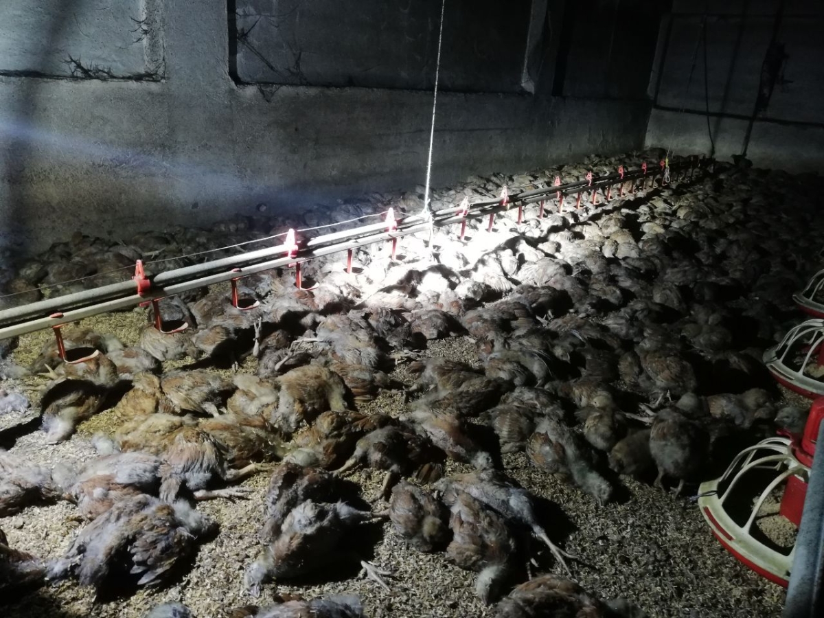 Savaştepe'deki tavuk çiftliğinde yangın çıktı! 11 bin civciv telef oldu!