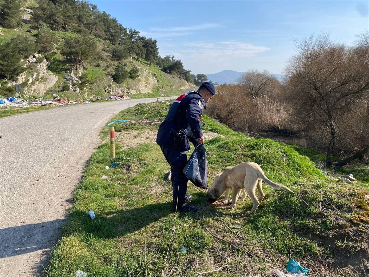 Jandarma, Balıkesir'deki sokak hayvanlarına sahip çıkıyor