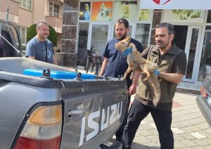Balıkesir'in Edremit ilçesinde baygın halde bulunan tilki, Kazdağları Milli Parklar Şefliğine teslim edildi.