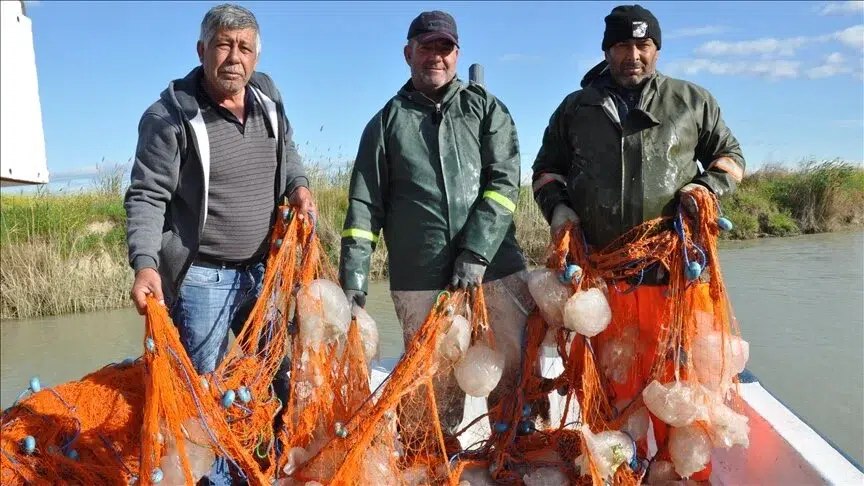 Akdenizde balıkçıların ağına çok sayıda denizanası takıldı!