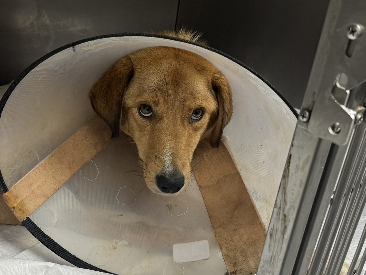 Silahla vurulmuş haldeyken doğum yapan köpek tedavi altına alındı