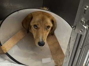 Silahla vurulmuş haldeyken doğum yapan köpek tedavi altına alındı
