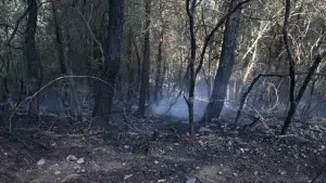 Bursa'da çıkan orman yangını kontrol altına alındı