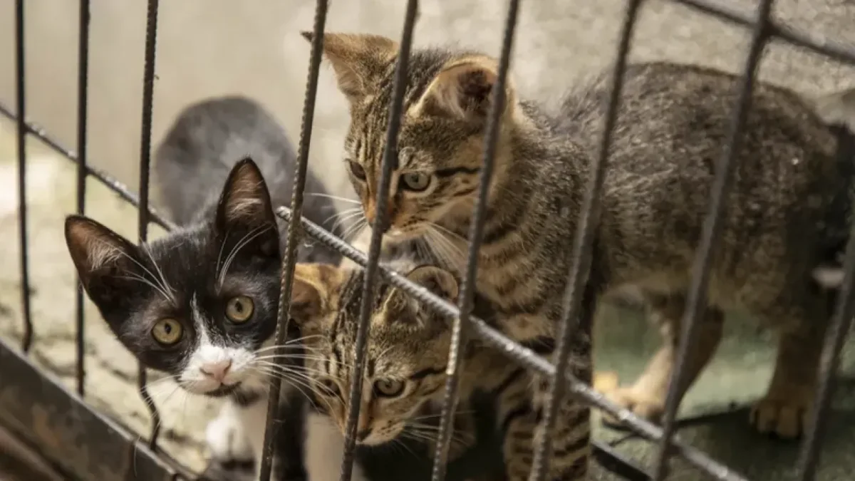 6 kedi yavrusunun canice öldürülmesiyle ilgili inceleme başlatıldı