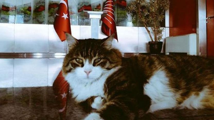 CHP'nin kedisi "Şero" iyileşti