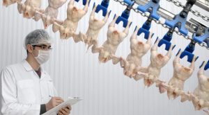 Beş yılda üretilen kanatlı etin yaklaşık 4'te 1'i ihraç edildi