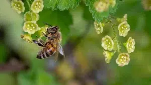 Arıların ve diğer tozlayıcıların popülasyonunun tehlike altında olması nedeniyle meyveler, kabuklu yemişler ve sebze ürünleri gibi besleyici yiyeceklerin yerini pirinç, mısır ve patates gibi ürünlere bırakmasıyla dengesiz beslenme ortaya çıkarıyor. Dünyada arı popülasyonunun azalması konusunda farkındalık yaratmak için 2017'den bu yana 20 Mayıs "Dünya Arı Günü" olarak kutlanıyor. Birleşmiş Milletler Gıda ve Tarım Örgütü (FAO) verilerine göre, bitkilerin tohum ve meyve üretebilmeleri için çiçeklerin tozlaşmasını sağlayan baş aktör olan arılar, besin zincirinde büyük öneme sahip bulunuyor. Ekosistemi dengeleyen arılar ve benzer tozlayıcılar, dünya çapında mahsul üretiminin yüzde 35'ini etkiliyor. Beslenmenin yüzde 90'ından fazlasını oluşturan 100 bitki türünden dörtte üçü, arıların polinasyonu (tozlaşma) sayesinde elde ediliyor. Polinasyon, meyve ve tohum üretimini sağlamakla kalmıyor, aynı zamanda daha fazla çeşitlilik ve verim sağlıyor. 20 binden fazla arı türü ve diğer çeşitli yabani polen taşıyıcıların varlığı tehdit altında Arılar, tozlayıcılar ve diğer pek çok böceğin popülasyonunda azalma görülüyor. Dünya Arı Günü, tozlayıcıları ve yaşam alanlarını koruyacak ve geliştirecek, bolluk ve çeşitliliklerini artıracak ve arıcılığın sürdürülebilir gelişimini destekleyecek eylemleri teşvik etmek için fırsat sunuyor. Bu yıl "Arılar Gençlerle Birlikte" temasıyla kutlanan Dünya Arı Günü, arıların ve diğer tozlayıcıların insan varlığı için önemine dikkati çekiyor. Dünya çapında tarımı ve biyoçeşitliliği sürdüren 20 binden fazla arı türü ve diğer çeşitli yabani polen taşıyıcıların varlığı, habitat kaybı, pestisit kullanımı ve iklim değişikliği gibi insan faaliyetlerinden kaynaklanan nedenlerle tehdit altında bulunuyor. Arı ve diğer tozlayıcıların popülasyonunu tehdit eden unsurların ele alınmasında gençlerin oynayabileceği önemli rolün bilinciyle, "Arılar Gençlerle Birlikte" teması, gençleri çevrenin gelecekteki koruyucuları olarak kabul ederek, arıcılık koruma çabalarına dahil etmenin önemini vurguluyor. Dünya Arı Günü, arıların ve tozlayıcıların tarım, ekolojik denge ve biyolojik çeşitliliğin korunmasındaki temel rolü hakkında gençler ve diğer paydaşlar arasında farkındalık yaratmayı amaçlıyor. FAO'ya göre gençler, arıcılık faaliyetleri ile eğitim girişimlerine dahil edilerek, yeni nesil çevre liderlerine ilham verebilir ve dünya üzerinde olumlu etki yaratabilir. Daha çeşitli tarım sistemlerinin teşvik edilmesi ve zehirli kimyasallara olan bağımlılığın azaltılması tozlaşmanın artmasını kolaylaştıracağından, söz konusu yöntemlerin teşvik edilmesiyle gıda kalitesinin ve miktarının artırılarak hem insan nüfusuna hem de ekosisteme fayda sağlaması öngörülüyor. ÜLKELERE TEKNİK DESTEK Mevcut tozlayıcı türlerinin yok olma oranları, insan etkileri nedeniyle normalden 100 ila 1000 kat daha yüksek seviyede bulunuyor. Başta arılar ve kelebekler olmak üzere omurgasız polen taşıyıcıların yaklaşık yüzde 35'i ve yarasalar gibi omurgalı polen taşıyıcıların yaklaşık yüzde 17'sinin küresel çapta yok olma tehlikesiyle karşı karşıya olduğu belirtiliyor. Arıların ve diğer tozlayıcıların tehlike altındaki popülasyonu, meyveler, kabuklu yemişler ve birçok sebze ürünü gibi besleyici yiyeceklerin yerini pirinç, mısır ve patates gibi temel ürünlere bırakmasıyla dengesiz beslenme ortaya çıkarıyor. Yoğun tarım uygulamaları, arazi kullanımındaki değişim, tek ürün yetiştirme, böcek ilaçları ve iklim değişikliğine bağlı olarak artan sıcaklıklar, arı popülasyonları ve buna bağlı olarak yetiştirilen gıdanın kalitesi için sorun teşkil ediyor. Tozlaşma krizinin boyutlarını ve bunun biyolojik çeşitlilik ve insan geçim kaynakları ile olan bağlantılarını kabul eden Biyolojik Çeşitlilik Sözleşmesi, tozlayıcıların korunması ve sürdürülebilir kullanımını öncelik haline getiriyor. FAO, Uluslararası Tozlayıcı Girişimi'ni (IPI) koordine etmenin yanı sıra arı yetiştiriciliğinden suni tohumlamaya, bal üretimi ve ihracat pazarlaması için sürdürülebilir çözümlere kadar çeşitli konularda ülkelere teknik destek sağlıyor.